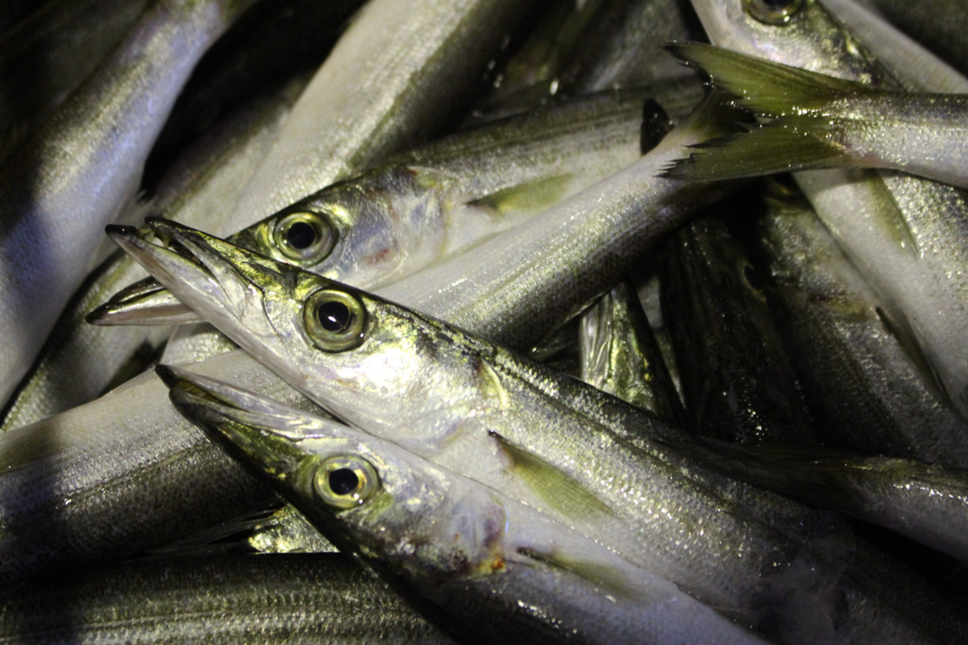 冬でも釣れる カマスに超効果的な釣り方 ジグサビキ を楽しんでみませんか